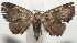  ( - 18-SRNP-100047)  @13 [ ] CreativeCommons  Attribution Non-Commercial Share-Alike (2019) Daniel H. Janzen Guanacaste Dry Forest Conservation Fund