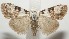  ( - 18-SRNP-100075)  @11 [ ] CreativeCommons  Attribution Non-Commercial Share-Alike (2019) Daniel H. Janzen Guanacaste Dry Forest Conservation Fund