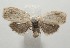  ( - 18-SRNP-100083)  @13 [ ] CreativeCommons  Attribution Non-Commercial Share-Alike (2019) Daniel H. Janzen Guanacaste Dry Forest Conservation Fund