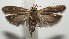  ( - 18-SRNP-100090)  @11 [ ] CreativeCommons  Attribution Non-Commercial Share-Alike (2019) Daniel H. Janzen Guanacaste Dry Forest Conservation Fund
