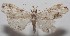  ( - 18-SRNP-100251)  @11 [ ] CreativeCommons  Attribution Non-Commercial Share-Alike (2019) Daniel H. Janzen Guanacaste Dry Forest Conservation Fund