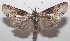  ( - 18-SRNP-100272)  @11 [ ] CreativeCommons  Attribution Non-Commercial Share-Alike (2019) Daniel H. Janzen Guanacaste Dry Forest Conservation Fund