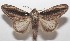  ( - 18-SRNP-100274)  @14 [ ] CreativeCommons  Attribution Non-Commercial Share-Alike (2019) Daniel H. Janzen Guanacaste Dry Forest Conservation Fund