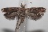  ( - 18-SRNP-100376)  @11 [ ] CreativeCommons  Attribution Non-Commercial Share-Alike (2019) Daniel H. Janzen Guanacaste Dry Forest Conservation Fund