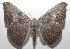  ( - 18-SRNP-100434)  @11 [ ] CreativeCommons  Attribution Non-Commercial Share-Alike (2019) Daniel H. Janzen Guanacaste Dry Forest Conservation Fund