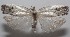  ( - 18-SRNP-100489)  @11 [ ] CreativeCommons  Attribution Non-Commercial Share-Alike (2019) Daniel H. Janzen Guanacaste Dry Forest Conservation Fund