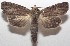  ( - 18-SRNP-100546)  @14 [ ] CreativeCommons  Attribution Non-Commercial Share-Alike (2019) Daniel H. Janzen Guanacaste Dry Forest Conservation Fund