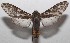  ( - 18-SRNP-100554)  @14 [ ] CreativeCommons  Attribution Non-Commercial Share-Alike (2019) Daniel H. Janzen Guanacaste Dry Forest Conservation Fund