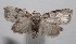  ( - 18-SRNP-100794)  @13 [ ] CreativeCommons  Attribution Non-Commercial Share-Alike (2019) Daniel H. Janzen Guanacaste Dry Forest Conservation Fund
