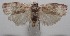  ( - 18-SRNP-100813)  @11 [ ] CreativeCommons  Attribution Non-Commercial Share-Alike (2019) Daniel H. Janzen Guanacaste Dry Forest Conservation Fund