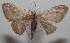  ( - 18-SRNP-100936)  @13 [ ] CreativeCommons  Attribution Non-Commercial Share-Alike (2019) Daniel H. Janzen Guanacaste Dry Forest Conservation Fund
