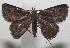  ( - 18-SRNP-100945)  @13 [ ] CreativeCommons  Attribution Non-Commercial Share-Alike (2019) Daniel H. Janzen Guanacaste Dry Forest Conservation Fund