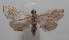  ( - 18-SRNP-100973)  @11 [ ] CreativeCommons  Attribution Non-Commercial Share-Alike (2019) Daniel H. Janzen Guanacaste Dry Forest Conservation Fund