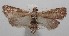  ( - 18-SRNP-101000)  @13 [ ] CreativeCommons  Attribution Non-Commercial Share-Alike (2019) Daniel H. Janzen Guanacaste Dry Forest Conservation Fund