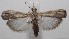  ( - 18-SRNP-101007)  @11 [ ] CreativeCommons  Attribution Non-Commercial Share-Alike (2019) Daniel H. Janzen Guanacaste Dry Forest Conservation Fund