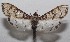  ( - 18-SRNP-101031)  @13 [ ] CreativeCommons  Attribution Non-Commercial Share-Alike (2019) Daniel H. Janzen Guanacaste Dry Forest Conservation Fund