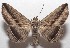  ( - 18-SRNP-101061)  @11 [ ] CreativeCommons  Attribution Non-Commercial Share-Alike (2019) Daniel H. Janzen Guanacaste Dry Forest Conservation Fund