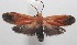  ( - 18-SRNP-101146)  @12 [ ] CreativeCommons  Attribution Non-Commercial Share-Alike (2019) Daniel H. Janzen Guanacaste Dry Forest Conservation Fund
