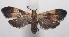  (Lycomorphodes correbioides - 18-SRNP-101150)  @14 [ ] CreativeCommons  Attribution Non-Commercial Share-Alike (2019) Daniel H. Janzen Guanacaste Dry Forest Conservation Fund