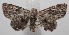  (Metalectra BioLep445 - 18-SRNP-101204)  @14 [ ] CreativeCommons  Attribution Non-Commercial Share-Alike (2019) Daniel H. Janzen Guanacaste Dry Forest Conservation Fund