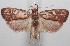  ( - 18-SRNP-101209)  @11 [ ] CreativeCommons  Attribution Non-Commercial Share-Alike (2019) Daniel H. Janzen Guanacaste Dry Forest Conservation Fund