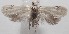 ( - 18-SRNP-101237)  @11 [ ] CreativeCommons  Attribution Non-Commercial Share-Alike (2019) Daniel H. Janzen Guanacaste Dry Forest Conservation Fund