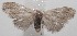  ( - 18-SRNP-101241)  @13 [ ] CreativeCommons  Attribution Non-Commercial Share-Alike (2019) Daniel H. Janzen Guanacaste Dry Forest Conservation Fund