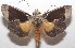  (Metalectra Poole39 - 18-SRNP-101319)  @15 [ ] CreativeCommons  Attribution Non-Commercial Share-Alike (2019) Daniel H. Janzen Guanacaste Dry Forest Conservation Fund