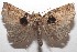  ( - 18-SRNP-101351)  @13 [ ] CreativeCommons  Attribution Non-Commercial Share-Alike (2019) Daniel H. Janzen Guanacaste Dry Forest Conservation Fund