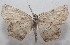  (Eusarca flexilis - 18-SRNP-101406)  @14 [ ] CreativeCommons  Attribution Non-Commercial Share-Alike (2019) Daniel H. Janzen Guanacaste Dry Forest Conservation Fund