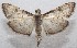  ( - 18-SRNP-101418)  @11 [ ] CreativeCommons  Attribution Non-Commercial Share-Alike (2019) Daniel H. Janzen Guanacaste Dry Forest Conservation Fund
