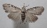  (Callinola BioLep45 - 18-SRNP-101512)  @14 [ ] CreativeCommons  Attribution Non-Commercial Share-Alike (2019) Daniel H. Janzen Guanacaste Dry Forest Conservation Fund