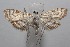 ( - 18-SRNP-101535)  @11 [ ] CreativeCommons  Attribution Non-Commercial Share-Alike (2019) Daniel H. Janzen Guanacaste Dry Forest Conservation Fund