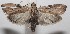  ( - 18-SRNP-101547)  @11 [ ] CreativeCommons  Attribution Non-Commercial Share-Alike (2019) Daniel H. Janzen Guanacaste Dry Forest Conservation Fund