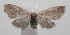  ( - 18-SRNP-101559)  @13 [ ] CreativeCommons  Attribution Non-Commercial Share-Alike (2019) Daniel H. Janzen Guanacaste Dry Forest Conservation Fund