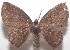  ( - 18-SRNP-101665)  @11 [ ] CreativeCommons  Attribution Non-Commercial Share-Alike (2019) Daniel H. Janzen Guanacaste Dry Forest Conservation Fund