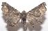  ( - 18-SRNP-101666)  @11 [ ] CreativeCommons  Attribution Non-Commercial Share-Alike (2019) Daniel H. Janzen Guanacaste Dry Forest Conservation Fund