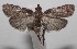 ( - 18-SRNP-101714)  @11 [ ] CreativeCommons  Attribution Non-Commercial Share-Alike (2019) Daniel H. Janzen Guanacaste Dry Forest Conservation Fund
