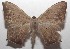  ( - 18-SRNP-101735)  @11 [ ] CreativeCommons  Attribution Non-Commercial Share-Alike (2019) Daniel H. Janzen Guanacaste Dry Forest Conservation Fund