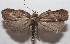 ( - 18-SRNP-101750)  @11 [ ] CreativeCommons  Attribution Non-Commercial Share-Alike (2019) Daniel H. Janzen Guanacaste Dry Forest Conservation Fund