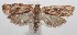  ( - 18-SRNP-101803)  @13 [ ] CreativeCommons  Attribution Non-Commercial Share-Alike (2019) Daniel H. Janzen Guanacaste Dry Forest Conservation Fund