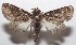 ( - 18-SRNP-101943)  @11 [ ] CreativeCommons  Attribution Non-Commercial Share-Alike (2019) Daniel H. Janzen Guanacaste Dry Forest Conservation Fund