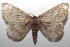  ( - 18-SRNP-101944)  @13 [ ] CreativeCommons  Attribution Non-Commercial Share-Alike (2019) Daniel H. Janzen Guanacaste Dry Forest Conservation Fund