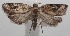  ( - 18-SRNP-101949)  @11 [ ] CreativeCommons  Attribution Non-Commercial Share-Alike (2019) Daniel H. Janzen Guanacaste Dry Forest Conservation Fund