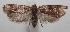  ( - 18-SRNP-101951)  @13 [ ] CreativeCommons  Attribution Non-Commercial Share-Alike (2019) Daniel H. Janzen Guanacaste Dry Forest Conservation Fund