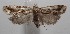  ( - 18-SRNP-101962)  @11 [ ] CreativeCommons  Attribution Non-Commercial Share-Alike (2019) Daniel H. Janzen Guanacaste Dry Forest Conservation Fund