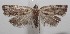  ( - 18-SRNP-101964)  @11 [ ] CreativeCommons  Attribution Non-Commercial Share-Alike (2019) Daniel H. Janzen Guanacaste Dry Forest Conservation Fund
