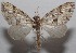  ( - 18-SRNP-102054)  @11 [ ] CreativeCommons  Attribution Non-Commercial Share-Alike (2019) Daniel H. Janzen Guanacaste Dry Forest Conservation Fund