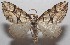  ( - 18-SRNP-102056)  @11 [ ] CreativeCommons  Attribution Non-Commercial Share-Alike (2019) Daniel H. Janzen Guanacaste Dry Forest Conservation Fund