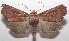  ( - 18-SRNP-102072)  @13 [ ] CreativeCommons  Attribution Non-Commercial Share-Alike (2019) Daniel H. Janzen Guanacaste Dry Forest Conservation Fund
